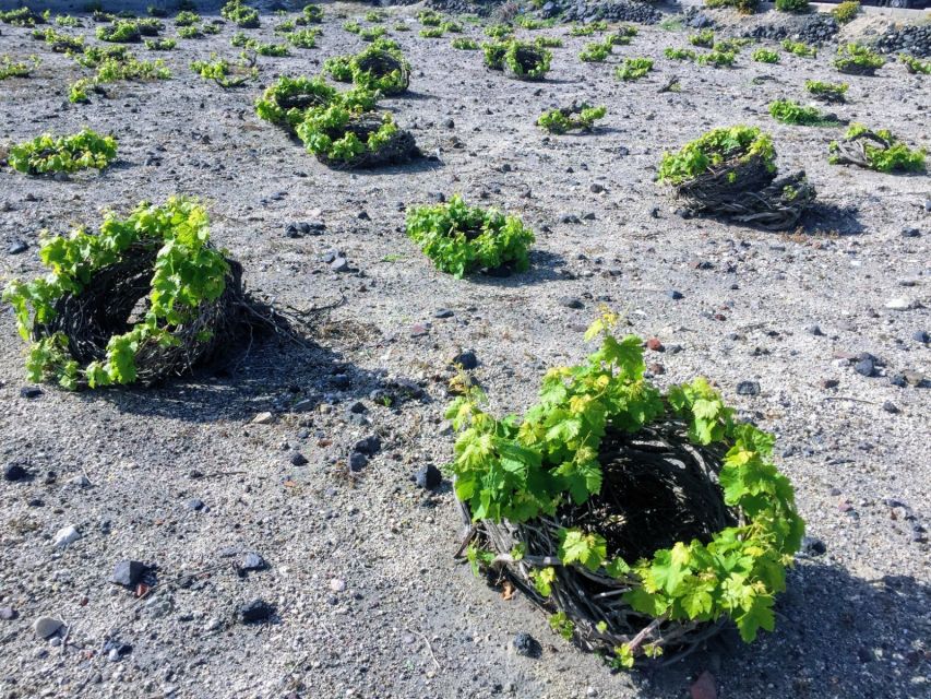 Private Group Visit to Akrotiri & 3 Wineries with Tastings - Private transport makes the timing easier
