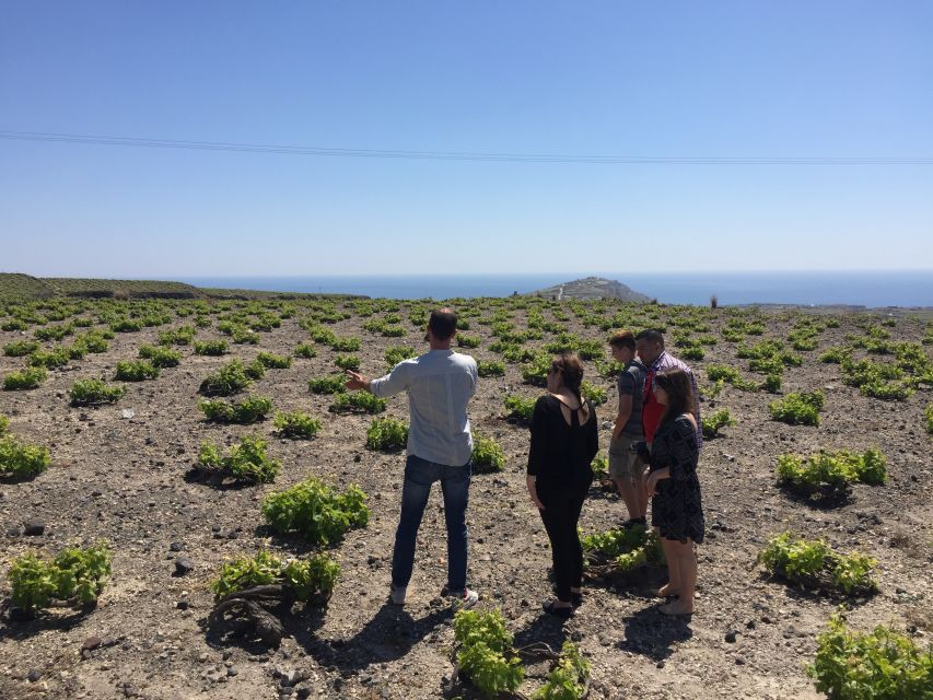 Private Group Visit to Akrotiri & 3 Wineries with Tastings - What the $294 price really means