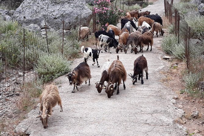 Private - Jeep Safari Tour with Lunch and Tastings - Anoskeli’s olive oil and five-wine tasting