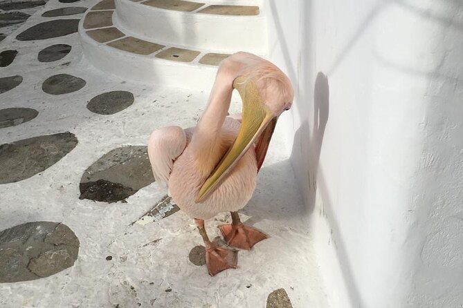 Private Tour: 4 Hours Mykonos Island Tour - Like a Local - Ftelia and the private chapel stop