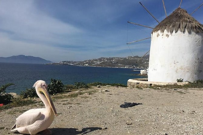 Private Tour: Mykonos Island in Half a Day - Price, timing, and what you receive
