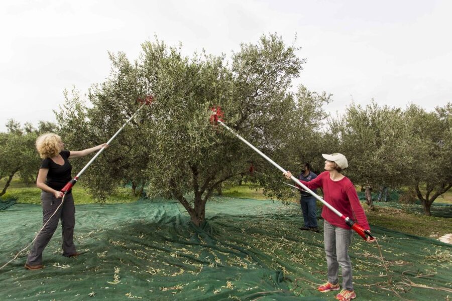 Rethymno: Olive Oil Tasting with Cretan Food Pairing - Ancient olive trees instead of a tasting room