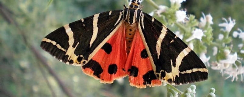 Rhodes: Butterfly Valley and Filerimos Hill Bus Trip - What Filerimos Hill adds to the day