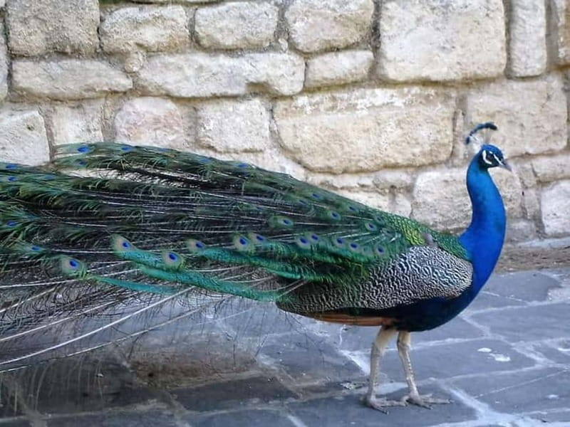 Rhodes: Butterfly Valley and Filerimos Hill Bus Trip - How much time will you really have?