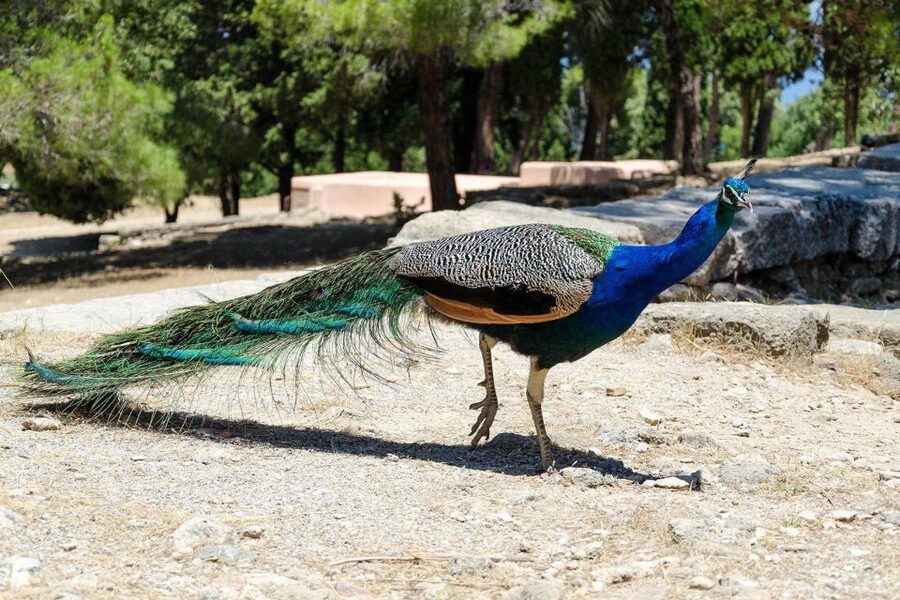 Rhodes: Filerimos Hill and Butterfly Valley Bus Trip - Why the peacocks are more than a photo stop