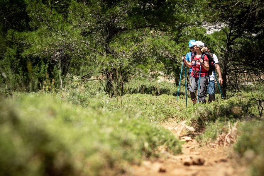 Rhodes: Hiking Tour to the Summit of Akramitis with Photos - The return route through tall pine trees
