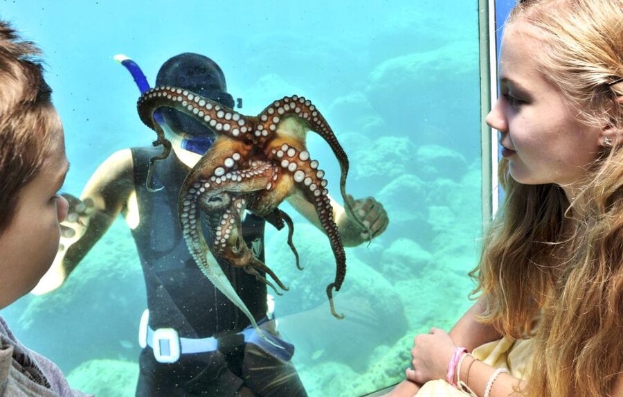 Rhodes Town: Yellow Submarine Cruise with Underwater Views - The highlights that matter most
