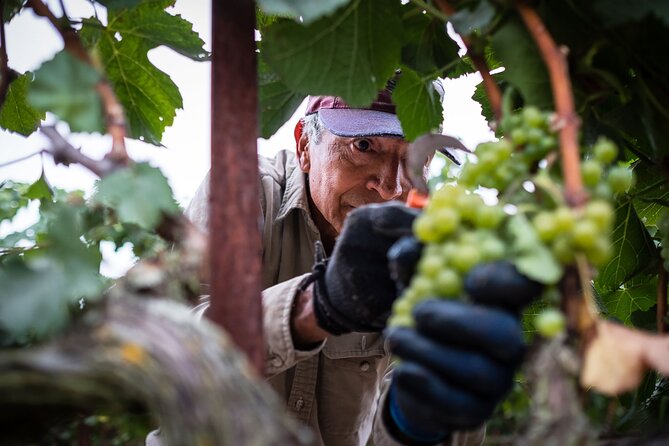 Rhodes Wine & Food Tour: 10 Meal Course Lunch, Wine Tasting, Cooking Class - A vineyard day built around lunch