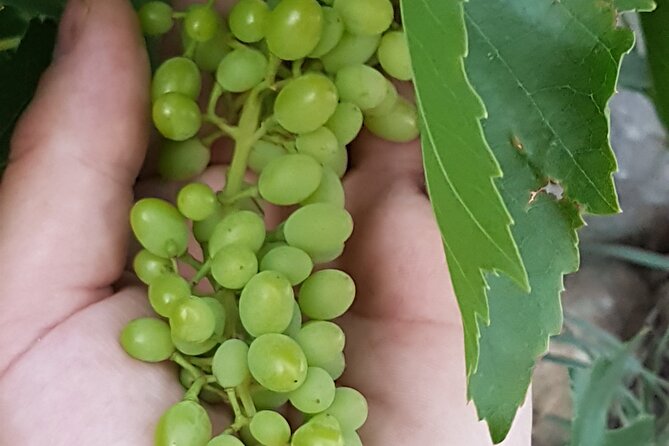 Rhodes Wine & Food Tour: 10 Meal Course Lunch, Wine Tasting, Cooking Class - Walking the vines and learning the winery’s story