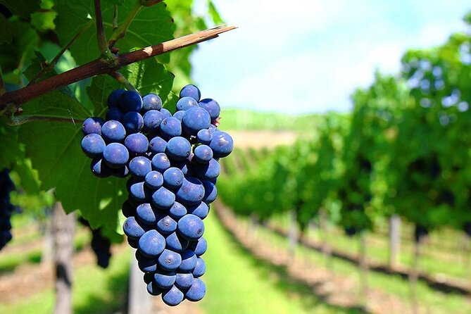 Rhodes Wine & Food Tour: 10 Meal Course Lunch, Wine Tasting, Cooking Class - A cooking class with real participation, but limited scope