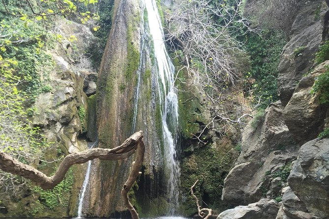 Richtis Waterfall, History, Azoria, OliveTasting, NorthCoast - Seeing a 3,250-year-old olive tree at Azorias