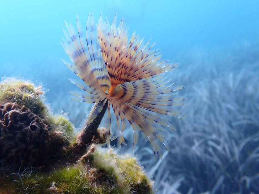 Santorini: Scuba Diving - Seeing Santorini from below the surface
