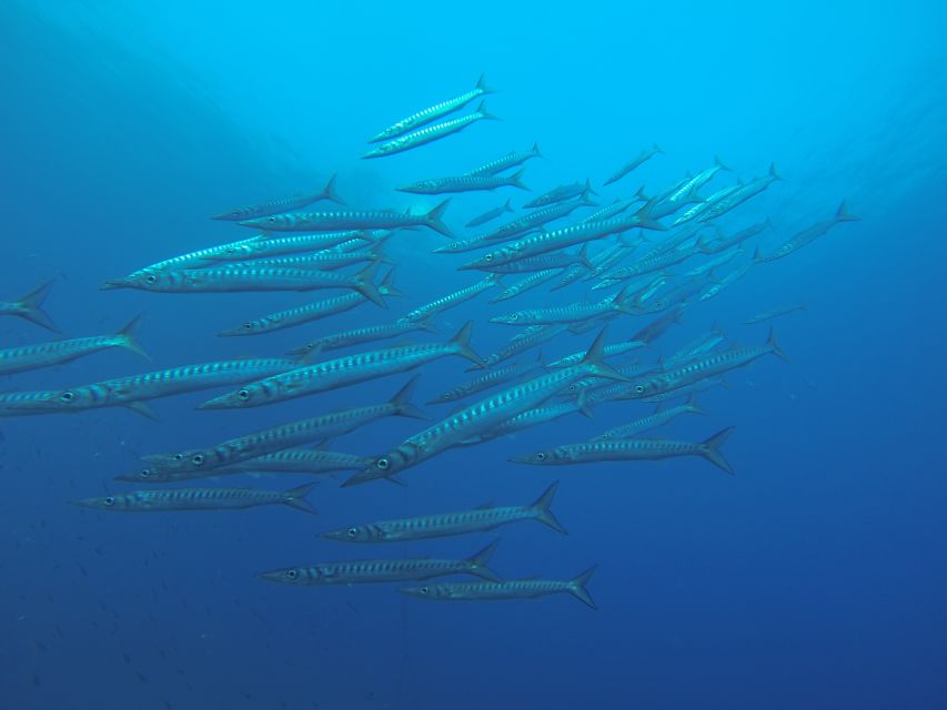 Santorini: Scuba Diving Experience for Beginners - What is included, and what you need to bring