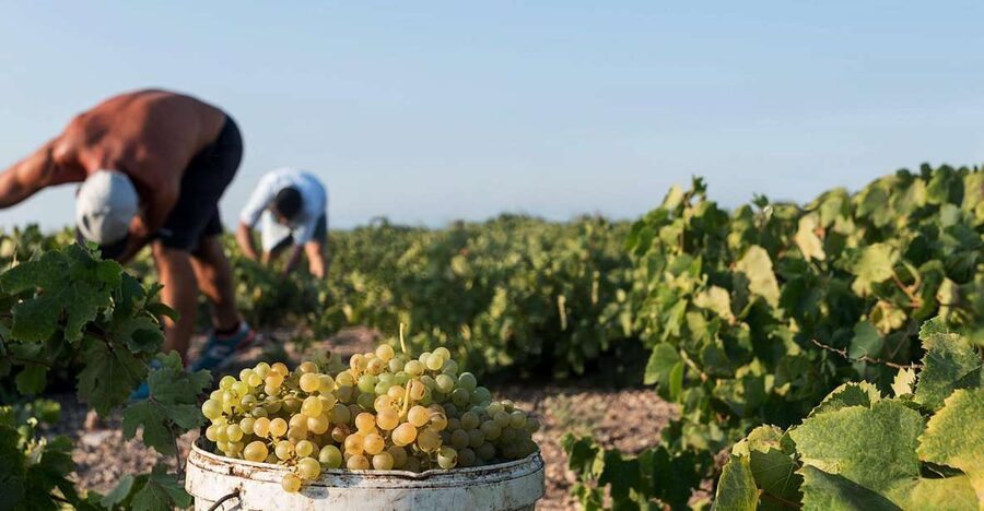 Santorini Wine Roads: Tour of 3 Wineries with a Sommelier - What you will taste, and what you will not