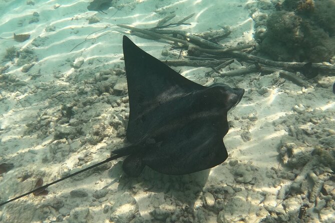 Scuba Diving Experience in Santorini - What the underwater session feels like for a beginner
