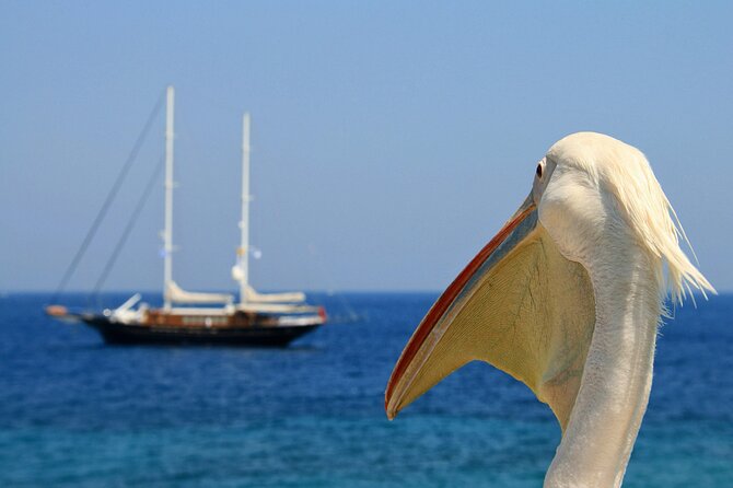 Sightseeing like a Mykonian(Small Group or Private) - Who should book this Mykonos tour