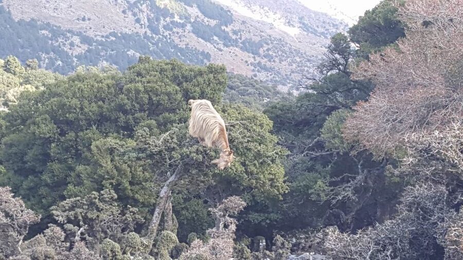South Crete: Sarakinas Gorge Hike, Swim & Jeep Safari - Who should book this day?