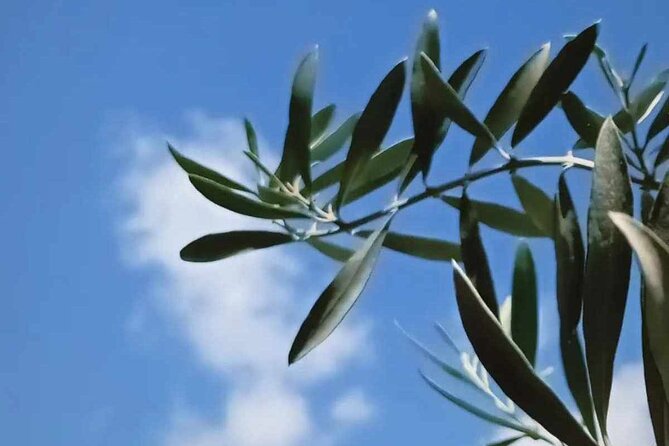 The Olive Oil Experience @ Lefkada Micro Farm - The supermarket lesson you can use at home