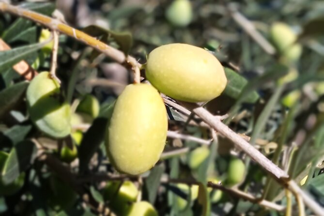 The Olive Oil Experience @ Lefkada Micro Farm - Who will enjoy this farm visit most