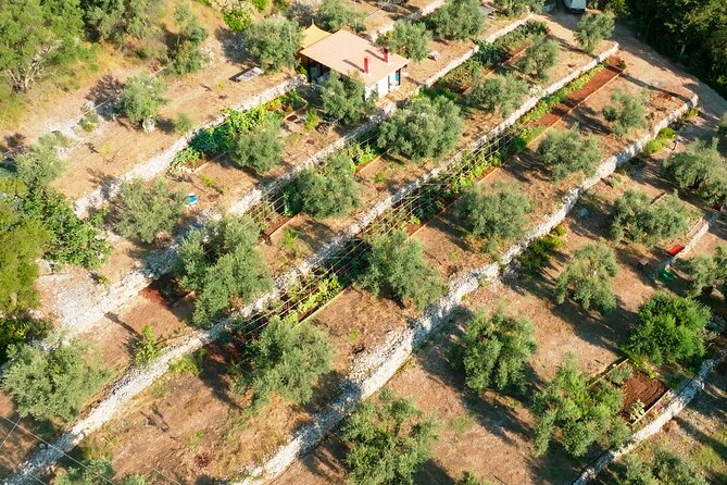The Olive Oil Experience @ Lefkada Micro Farm - A note about the guide and presentation