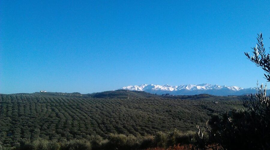 The Terra Creta Olive Oil Experience Tour - Should you book Terra Creta?