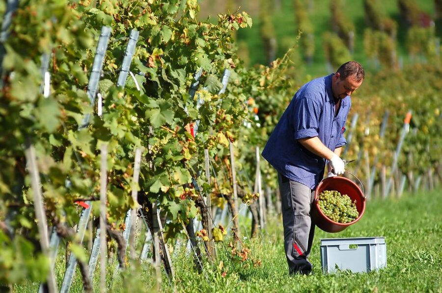 Vineyard Sips: Family Winery Tour & Gourmet Tasting in Corfu - Tasting Kakotrigis, white, red, and Rose