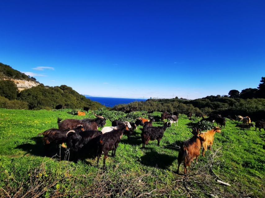 Zakynthos: early morning Shipwreck,Blue Caves and view point - What to bring for a smoother day