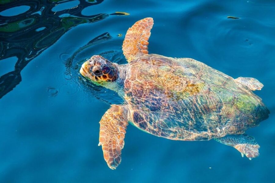 Zakynthos: Half-Day Tour to Turtle Island and Keri Caves - Guides, boats, and the human side of the trip