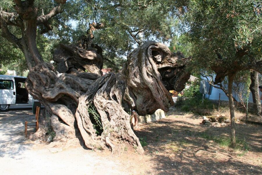 Zakynthos: Shipwreck Beach with Blue Caves Land & Sea Tour - Mountain villages show a quieter Zakynthos