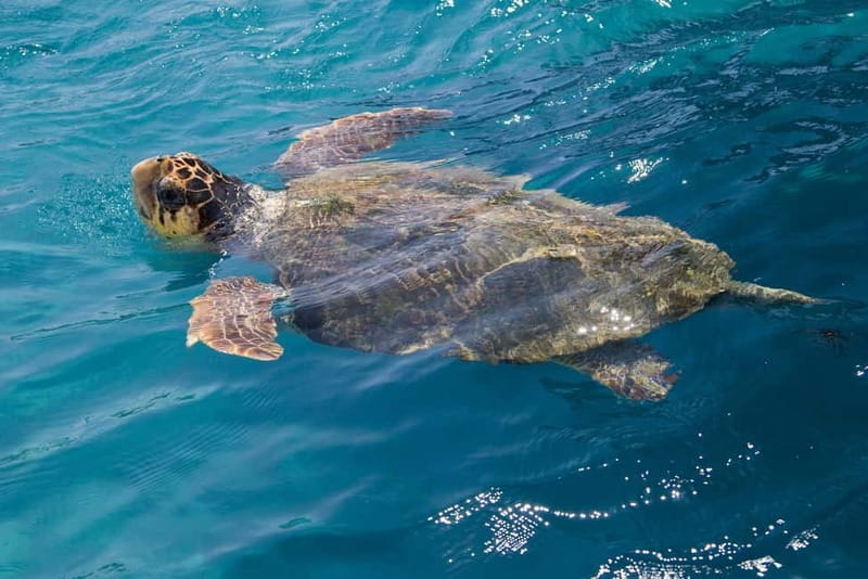Zakynthos: Turtle Spotting Cruise with Glass-Bottom Boat - What this Zakynthos cruise really offers