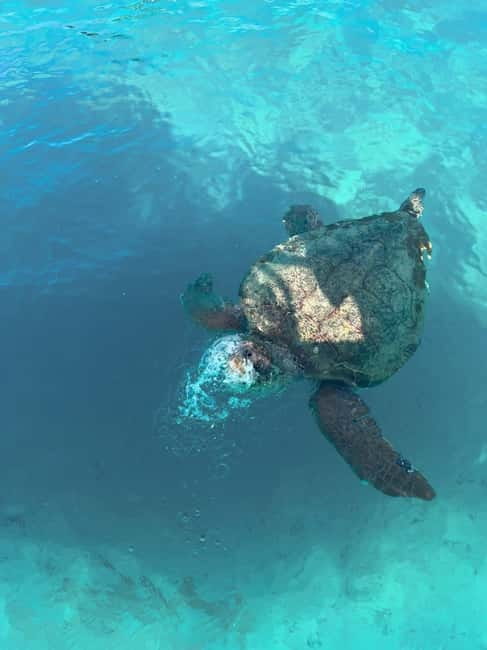 Zakynthos: Turtles, Marathonisi & Keri Caves Speedboat Tour - Why this speedboat trip works so well